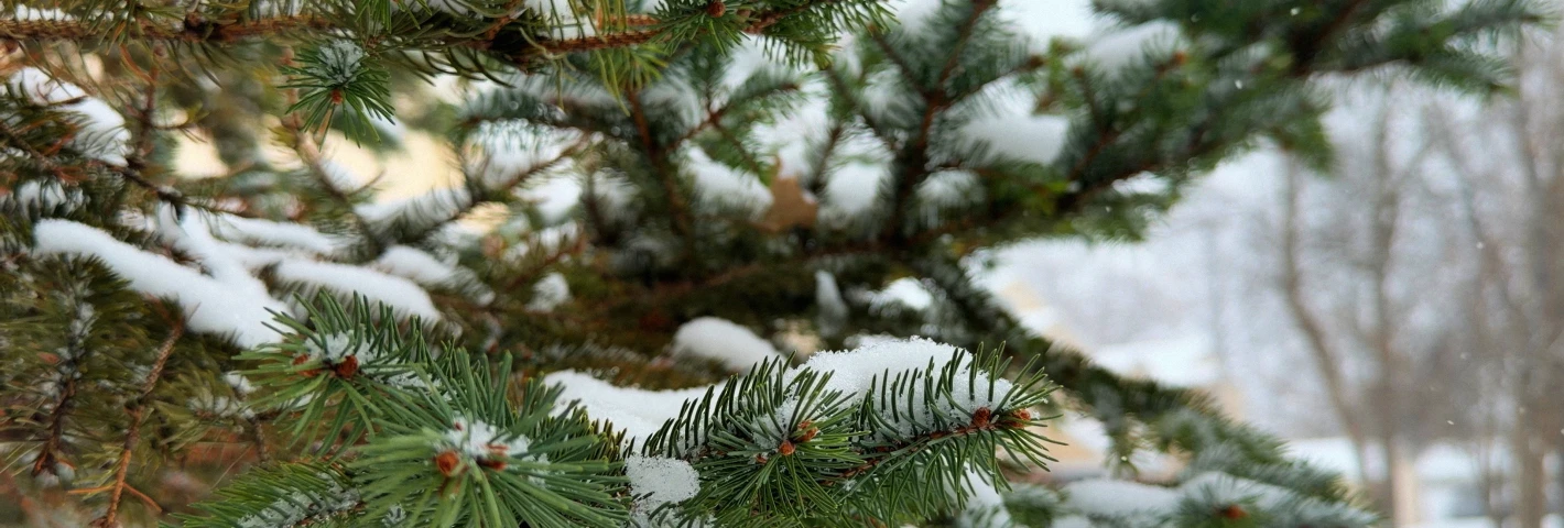 Image for '25 Post-Mortem