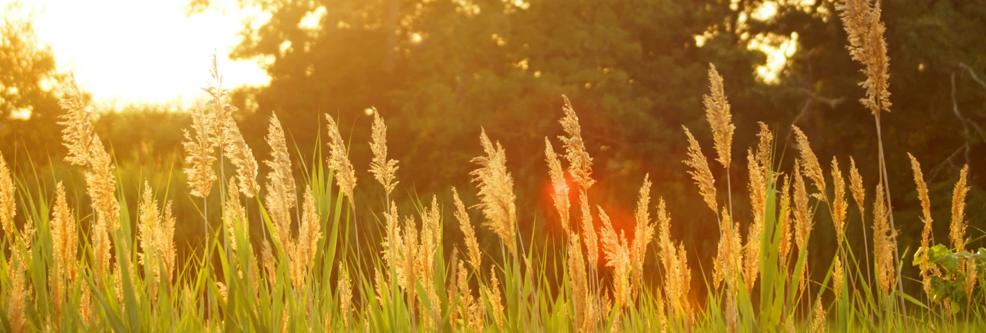 Image for Quarter century, halfway done